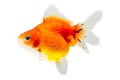 Juvenile Pearlscale Goldfish Royalty Free Stock Photo