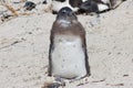 Juvenile Penguin