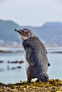 Juvenile penguin perched on its hind legs on the ground