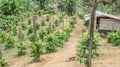 Juvenile pepper plant and wood hut in the plantation in Indonesia