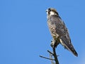 Juvenile Peregrine Falcon Royalty Free Stock Photo