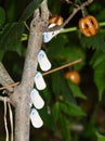 Juvenile Phromnia rosea