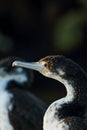 Juvenile Pied Shag Phalacrocorax varius Royalty Free Stock Photo