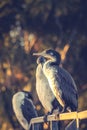 Juvenile Pied Shags Phalacrocorax varius