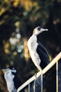 Juvenile Pied Shags Phalacrocorax varius