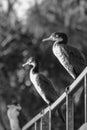 Juvenile Pied Shags Phalacrocorax varius