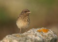 Juvenile Pied Wheatear Oenanthe Pleschanka