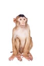 Juvenile Pig-tailed Macaque, Macaca nemestrina, on white Royalty Free Stock Photo