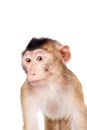 Juvenile Pig-tailed Macaque, Macaca nemestrina, on white Royalty Free Stock Photo