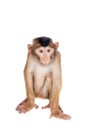 Juvenile Pig-tailed Macaque, Macaca nemestrina, on white Royalty Free Stock Photo