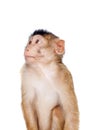 Juvenile Pig-tailed Macaque, Macaca nemestrina, on white Royalty Free Stock Photo