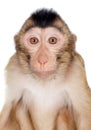 Juvenile Pig-tailed Macaque, Macaca nemestrina, on white Royalty Free Stock Photo