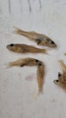 juvenile pikeperch in formaldehyd solution Royalty Free Stock Photo