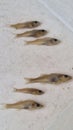 juvenile pikeperch in formaldehyd solution Royalty Free Stock Photo
