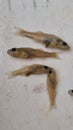 juvenile pikeperch in formaldehyd solution Royalty Free Stock Photo