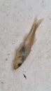 juvenile pikeperch in formaldehyd solution Royalty Free Stock Photo