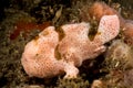 juvenile pink painted frogfish fish Royalty Free Stock Photo