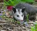 Juvenile Possum in Flowerbed