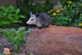 Juvenile Possum on Rock