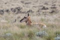 Juvenile Pronghorn Antelope in Wyoming Royalty Free Stock Photo