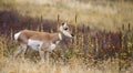 Juvenile Pronghorn Antilocapra americana Royalty Free Stock Photo