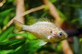 Juvenile pumpkinseed or pond perch, curious look in planted freshwater nature aquarium, little predator fish