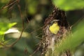 juvenile purple sunbird (cinnyris asiaticus) in the nest in a indian tropical rainforest