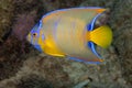 Juvenile Queen Angelfish in Transition Phase on Caribbean Coral Reef Royalty Free Stock Photo