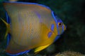 Juvenile Queen Angelfish in Transition Phase on Caribbean Coral Reef Royalty Free Stock Photo