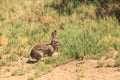 Juvenile rabbit, Sylvilagus bachmani, wild brush rabbit Royalty Free Stock Photo