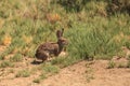 Juvenile rabbit, Sylvilagus bachmani, wild brush rabbit Royalty Free Stock Photo