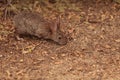 Juvenile rabbit, Sylvilagus bachmani, wild brush rabbit Royalty Free Stock Photo