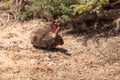 Juvenile rabbit, Sylvilagus bachmani, wild brush rabbit Royalty Free Stock Photo