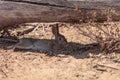 Juvenile rabbit, Sylvilagus bachmani, wild brush rabbit rests under a log in Irvine Royalty Free Stock Photo