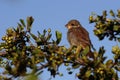 Juvenile red-backed shrike