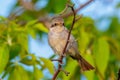Juvenile red-backed shrike Royalty Free Stock Photo