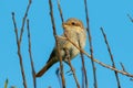 Juvenile red-backed shrike Royalty Free Stock Photo