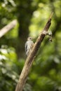 Juvenile Red-Bellied Woodpecker on Apple Limb