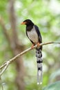 Red-billed Blue Magpie Urocissa erythrorhyncha perching on thin branch waiting for its parents, young blue and white Royalty Free Stock Photo