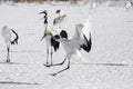 Juvenile Red Crowned Crane Airborne Courtship Dance