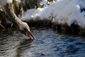 Juvenile red-crowned crane drinking water Royalty Free Stock Photo