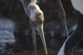 Juvenile red-crowned crane Royalty Free Stock Photo