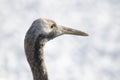 Juvenile red-crowned crane Royalty Free Stock Photo