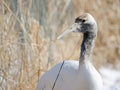 Juvenile red-crowned crane Royalty Free Stock Photo