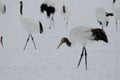 Juvenile red-crowned crane Royalty Free Stock Photo