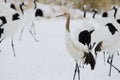 Juvenile red-crowned crane Royalty Free Stock Photo