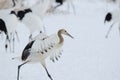 Juvenile red-crowned crane Royalty Free Stock Photo