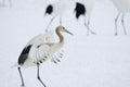 Juvenile red-crowned crane Royalty Free Stock Photo