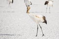 Juvenile Red Crowned Crane of Japan Royalty Free Stock Photo