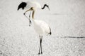 Juvenile Red-Crowned Crane Royalty Free Stock Photo